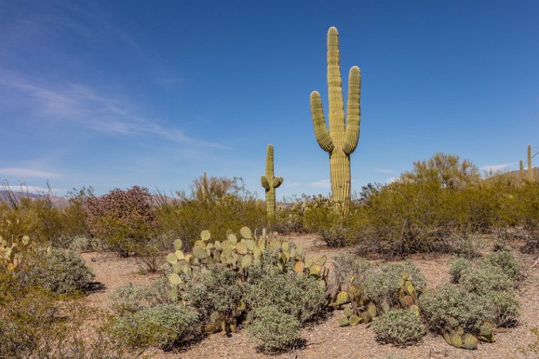 013 Saguaro NP.jpg